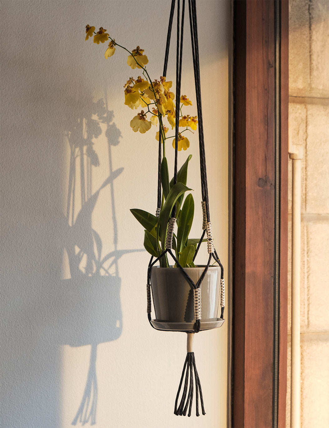 Phanta Plant Hanger