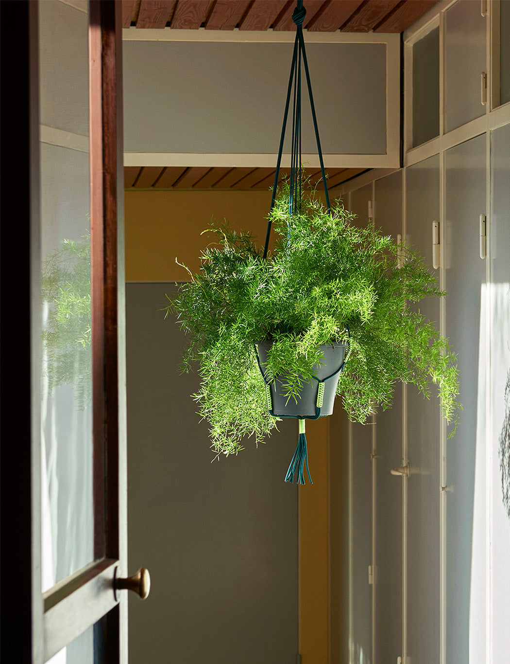 Phanta Plant Hanger