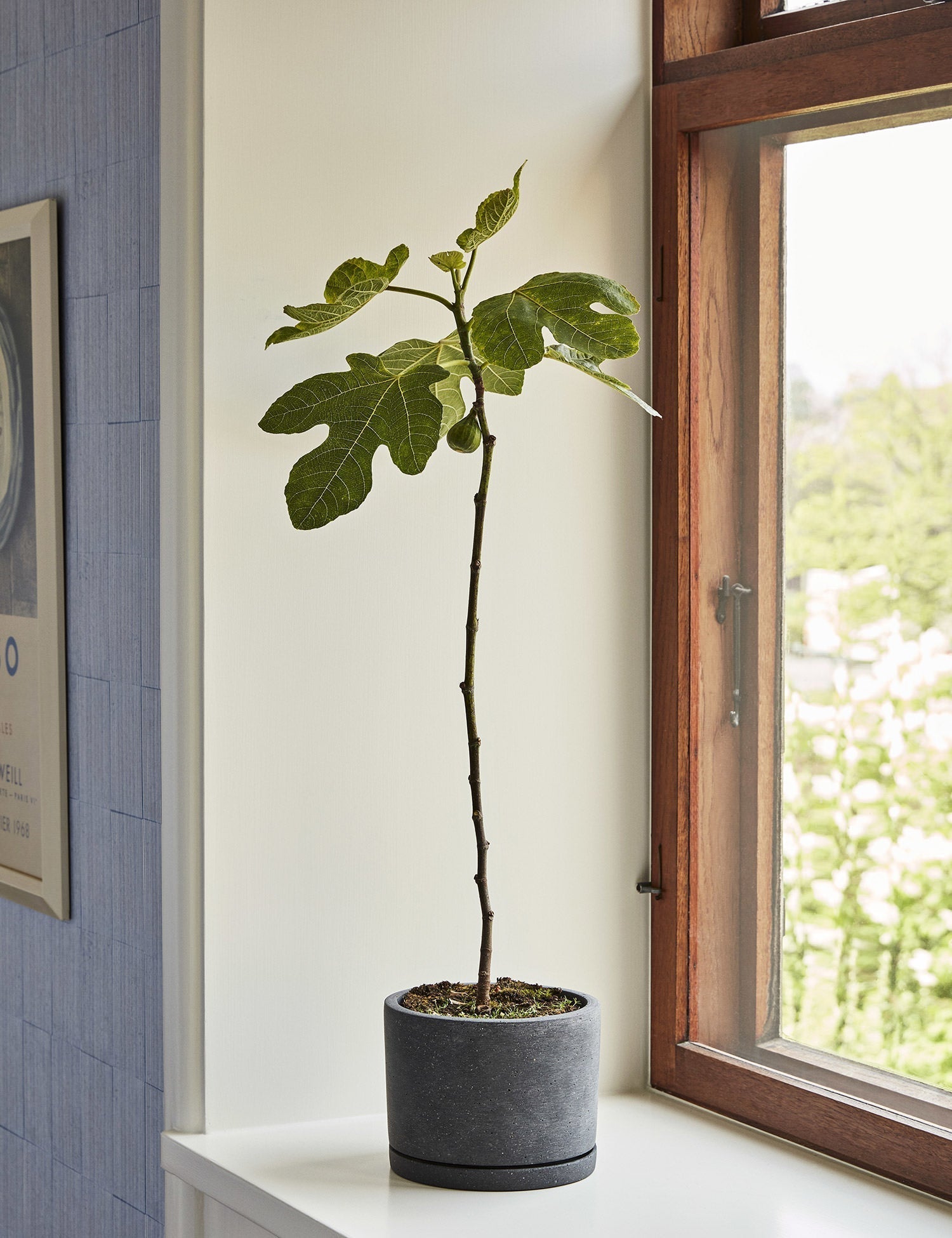 Plant Pot with Saucer